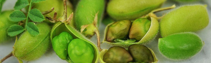 Képtalálat a következőre: „oregano basil flax walnut edamame”